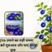 Aprajita उगाने का सही समय: April में करें शुरुआत और पाएं भरपूर फूल