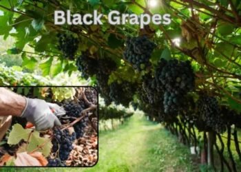 Black Grapes की उत्पत्ति और विश्वभर में इसका विस्तार