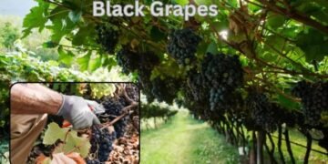 Black Grapes की उत्पत्ति और विश्वभर में इसका विस्तार
