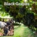 Black Grapes की उत्पत्ति और विश्वभर में इसका विस्तार