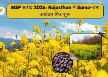 MSP खरीद 2026: Rajasthan में Sarso-चना आवेदन फिर शुरू