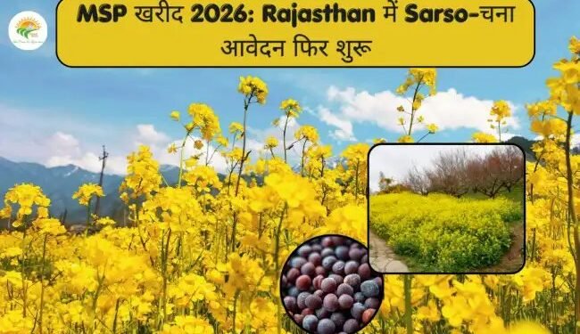 MSP खरीद 2026: Rajasthan में Sarso-चना आवेदन फिर शुरू