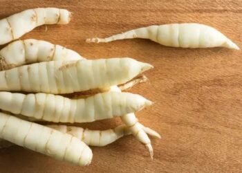 बदलते मौसम में भी बंपर उत्पादन! ‘श्री आद्या’ अरारोट की नई किस्म किसानों के लिए बनेगी वरदान