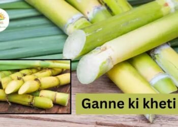 Ganne Ki Kheti 2026 में ज्यादा मुनाफा पाने के तरीके