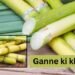 Ganne Ki Kheti 2026 में ज्यादा मुनाफा पाने के तरीके