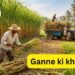March में ganne ki kheti, 100 टन उत्पादन संभव