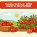 Tamatar Ki Kheti: अधिक उत्पादन के लिए टॉप किस्में