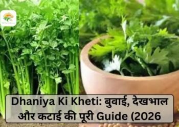 Dhaniya Ki Kheti: बुवाई, देखभाल और कटाई की पूरी Guide (2026)