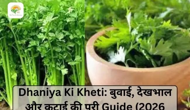 Dhaniya Ki Kheti: बुवाई, देखभाल और कटाई की पूरी Guide (2026)