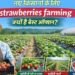 नए किसानों के लिए strawberries farming क्यों है बेस्ट ऑप्शन?