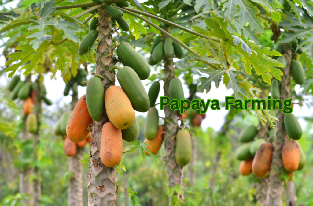 papaya-farming