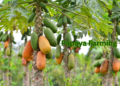 papaya-farming