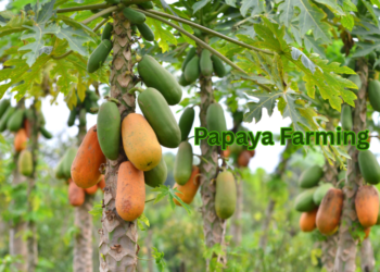 papaya-farming