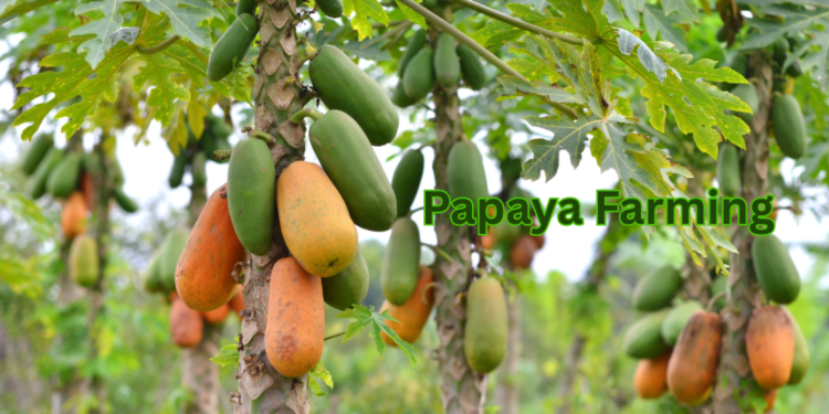 papaya-farming
