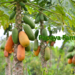 papaya-farming
