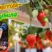 कम लागत में बड़ा मुनाफा Strawberries Farming की पूरी गाइड