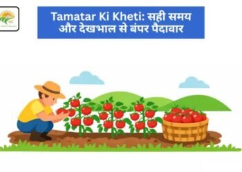 Tamatar Ki Kheti: सही समय और देखभाल से बंपर पैदावार