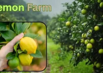 Lemon Farm कम लागत में ज्यादा उत्पादन का राज