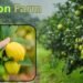 Lemon Farm कम लागत में ज्यादा उत्पादन का राज