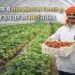 ग्रीनहाउस में strawberries farming साल भर उत्पादन का स्मार्ट तरीका