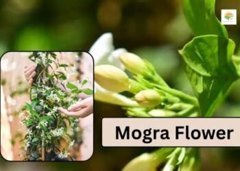 Mogra Care April: 3 ट्रिक्स, पौधा बनेगा सुपर हेल्दी