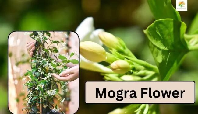 Mogra Care April: 3 ट्रिक्स, पौधा बनेगा सुपर हेल्दी