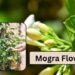 Mogra Care April: 3 ट्रिक्स, पौधा बनेगा सुपर हेल्दी