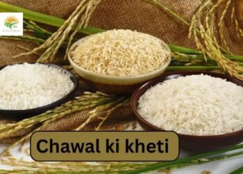 Chawal ki kheti: टूटे चावल से बढ़ेगा एथेनॉल उत्पादन