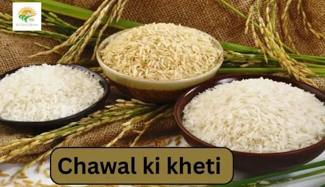Chawal ki kheti: टूटे चावल से बढ़ेगा एथेनॉल उत्पादन