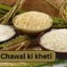Chawal ki kheti: टूटे चावल से बढ़ेगा एथेनॉल उत्पादन