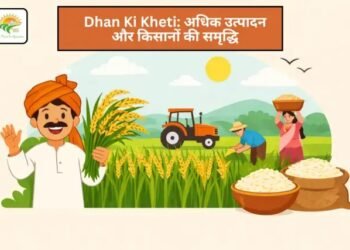 Dhan Ki Kheti: अधिक उत्पादन और किसानों की समृद्धि