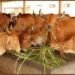 गोकुल से समृद्धि तक’: कैसे राष्ट्रीय गोकुल मिशन ने भारत को बनाया दूध उत्पादन का सरताज