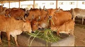गोकुल से समृद्धि तक’: कैसे राष्ट्रीय गोकुल मिशन ने भारत को बनाया दूध उत्पादन का सरताज