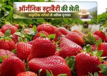 ऑर्गेनिक strawberries farming प्राकृतिक तरीके से स्ट्रॉबेरी उगाने की पूरी जानकारी