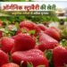 ऑर्गेनिक strawberries farming प्राकृतिक तरीके से स्ट्रॉबेरी उगाने की पूरी जानकारी