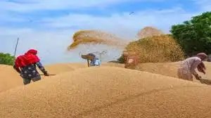 एमपी किसानों के लिए बड़ी राहत! गेहूं खरीदी लक्ष्य 100 लाख टन, MSP के साथ मिलेगा बोनस भी