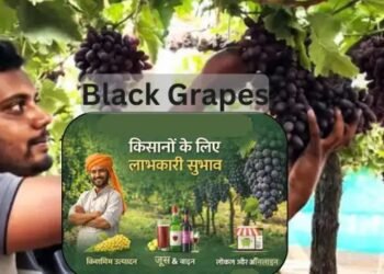 Black Grapes उत्पादन के 9 शानदार तरीके किसानों के लिए लाभ और अधिक कमाई का आसान रास्ता