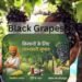 Black Grapes उत्पादन के 9 शानदार तरीके किसानों के लिए लाभ और अधिक कमाई का आसान रास्ता