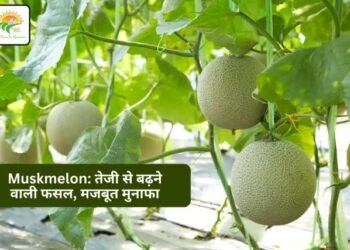 खरबूजा (Muskmelon): तेजी से बढ़ने वाली फसल और मजबूत मुनाफे की संभावना