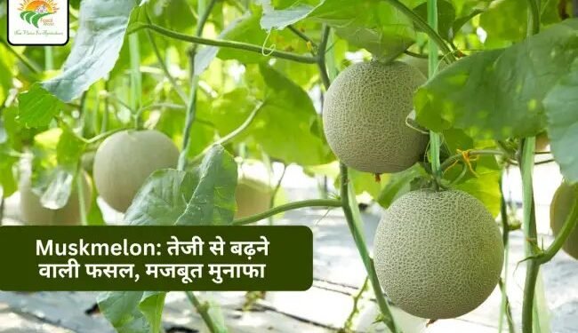 खरबूजा (Muskmelon): तेजी से बढ़ने वाली फसल और मजबूत मुनाफे की संभावना