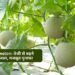 खरबूजा (Muskmelon): तेजी से बढ़ने वाली फसल और मजबूत मुनाफे की संभावना