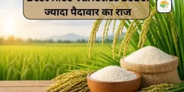 Best Rice Varieties 2026: ज्यादा पैदावार का राज