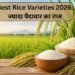 Best Rice Varieties 2026: ज्यादा पैदावार का राज
