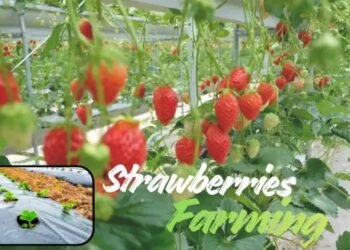 Strawberries Farming का इतिहास प्राचीन काल से आधुनिक तकनीकों तक