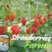 Strawberries Farming का इतिहास प्राचीन काल से आधुनिक तकनीकों तक