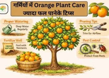 गर्मियों में Orange Plant Care: ज्यादा फल पाने के टिप्स (2026 गाइड)