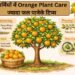 गर्मियों में Orange Plant Care: ज्यादा फल पाने के टिप्स (2026 गाइड)