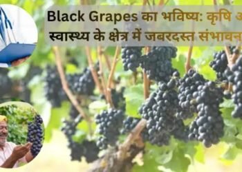 Black Grapes का भविष्य कृषि और स्वास्थ्य के क्षेत्र में जबरदस्त संभावनाएं