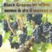 Black Grapes का भविष्य कृषि और स्वास्थ्य के क्षेत्र में जबरदस्त संभावनाएं