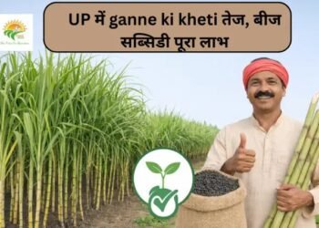 UP में ganne ki kheti तेज, बीज सब्सिडी पूरा लाभ